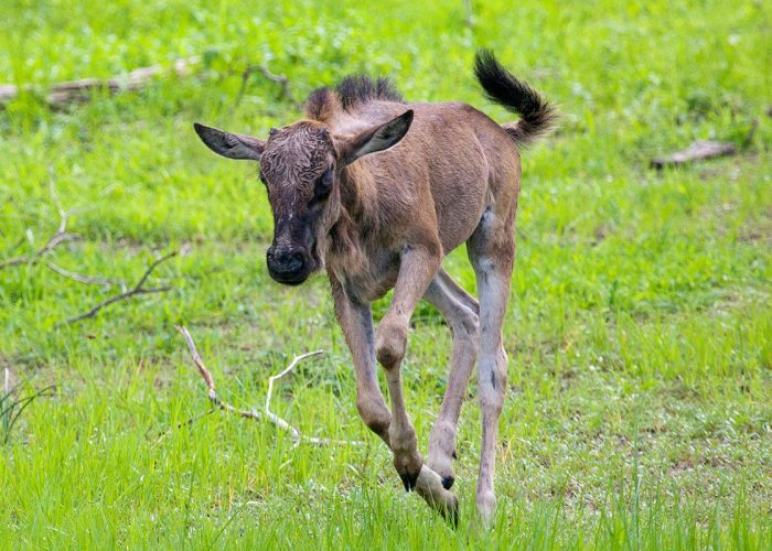 wildebeest calf