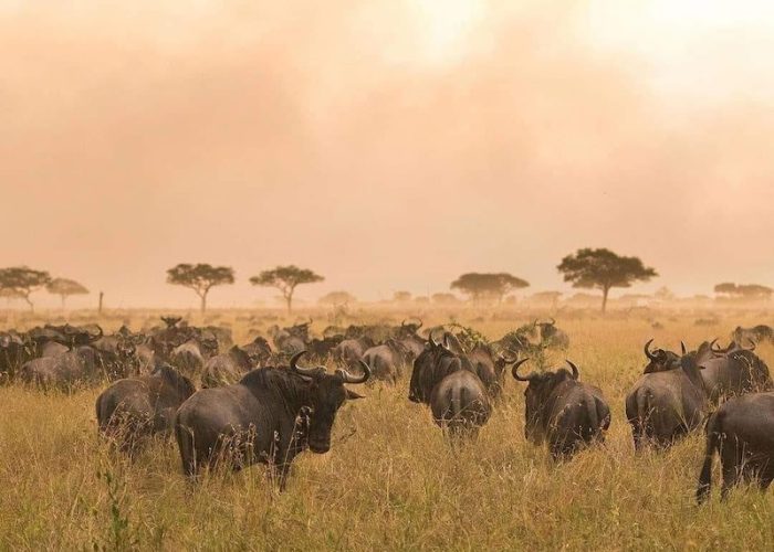 wildebeest migration