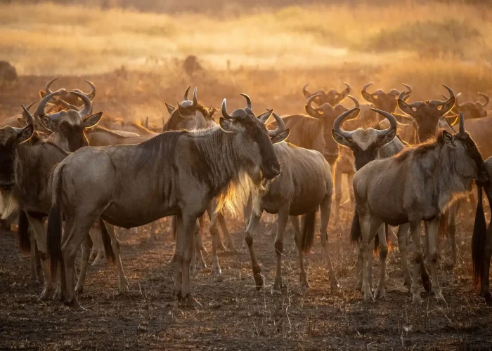 wildebeest migration