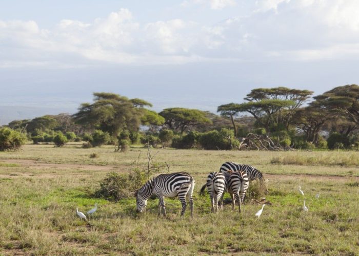 zabra Amboseli National Park