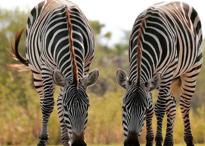 zebra in tanzania