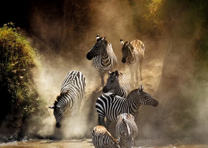 zebra masai mara